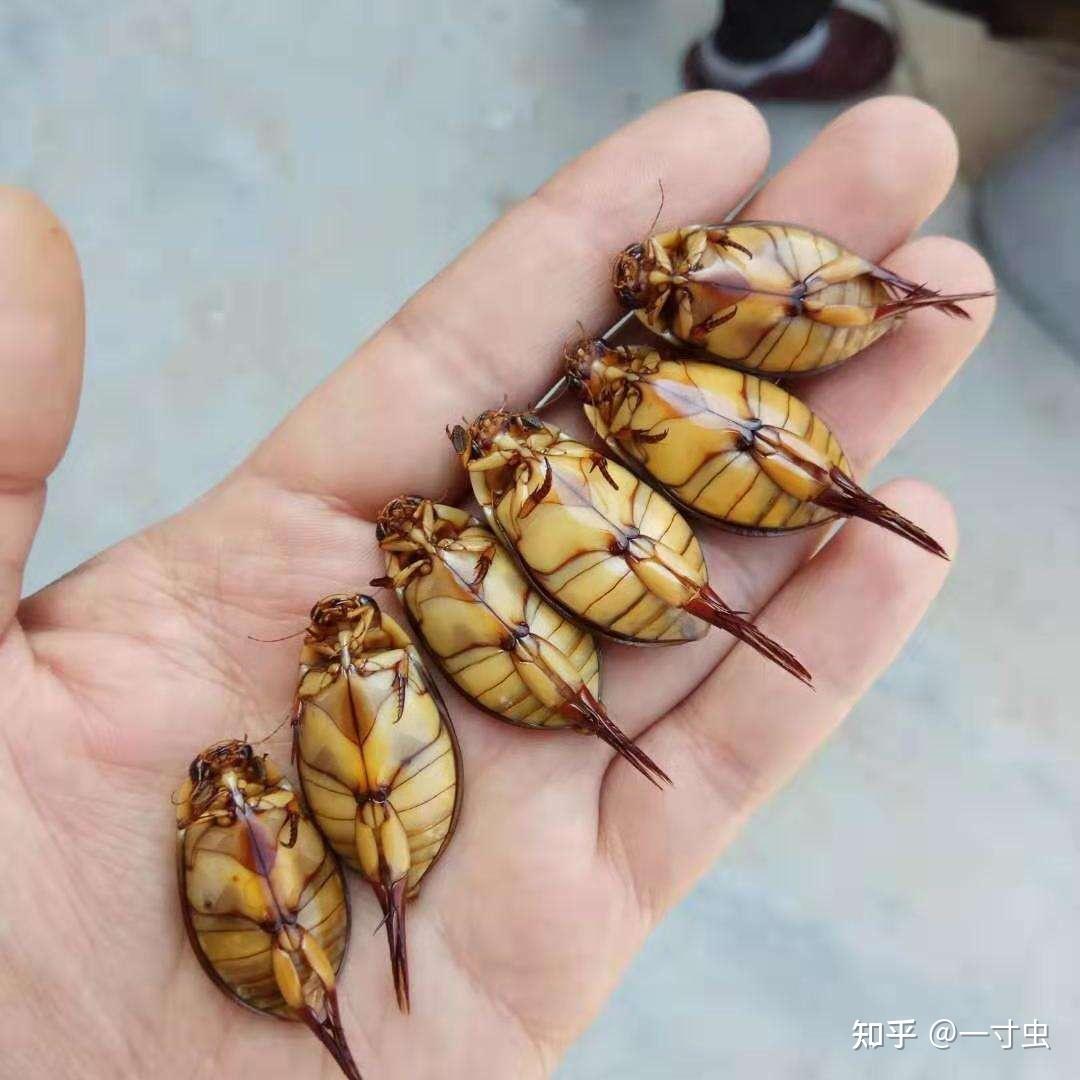 龙虱是害虫还是益虫?