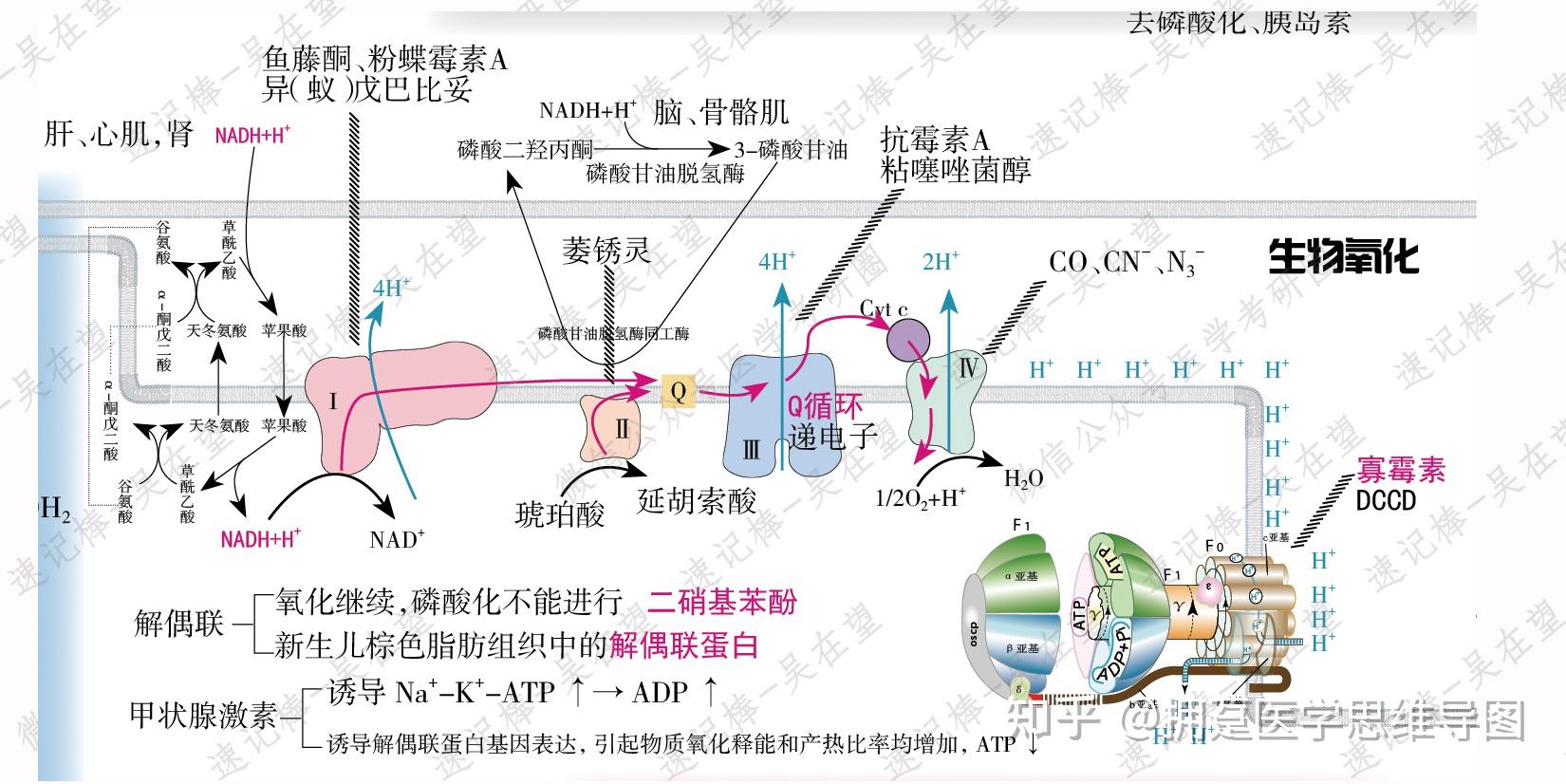 nadh怎样产生atp的? - 知乎