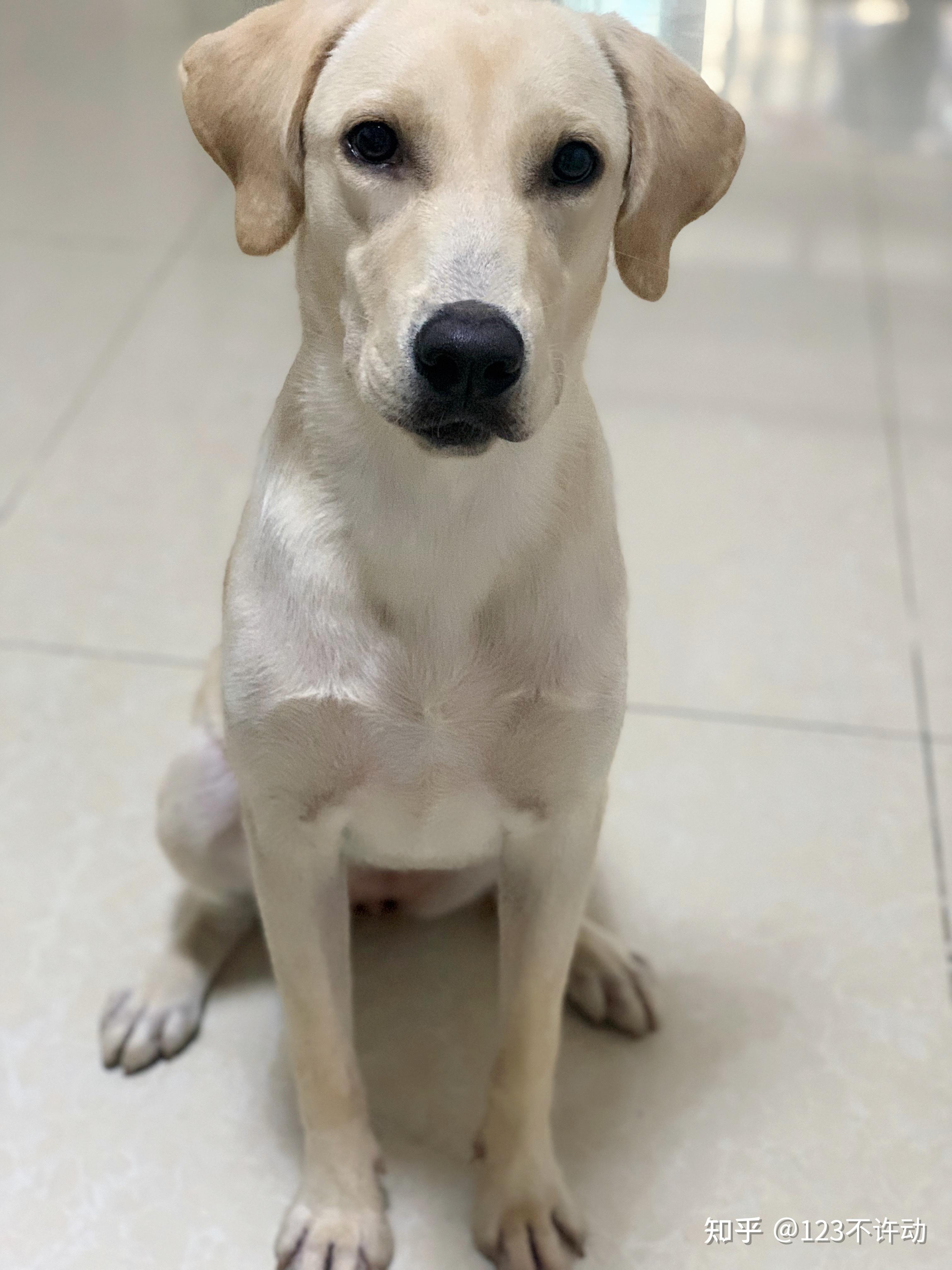 想养个拉布拉多在楼上请把我劝退