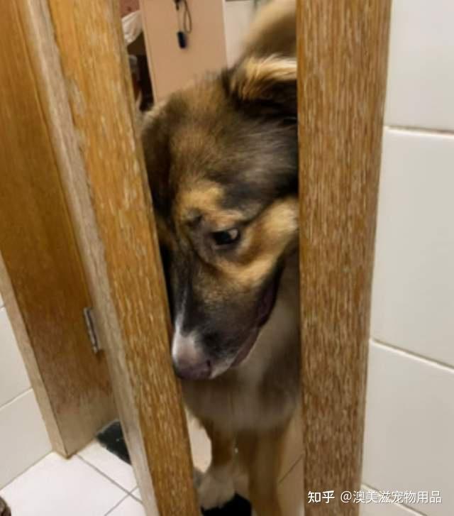 尤其是你到了厕所的时候,可能是一进门狗狗即使进不去也会扒着门缝来