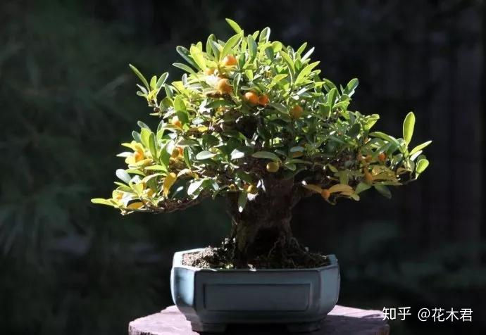 swingle),金柑(fortunellajaponica (thunb.