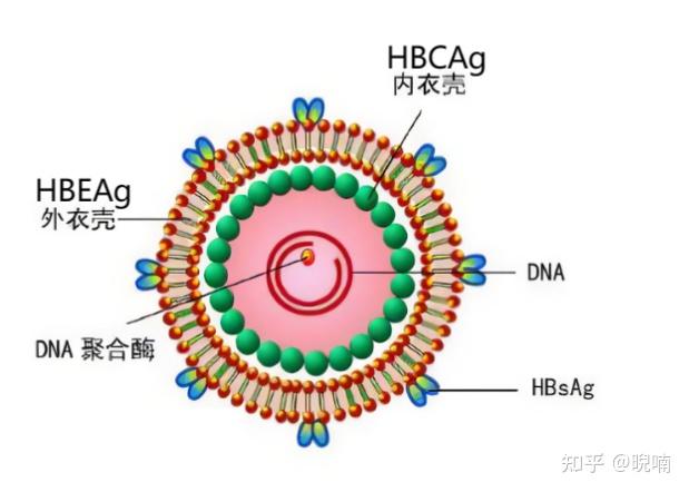 乙肝在体内复制过程