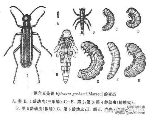 v2-33957a7e2060cfae471339d6e82de3e4_r.jpg
