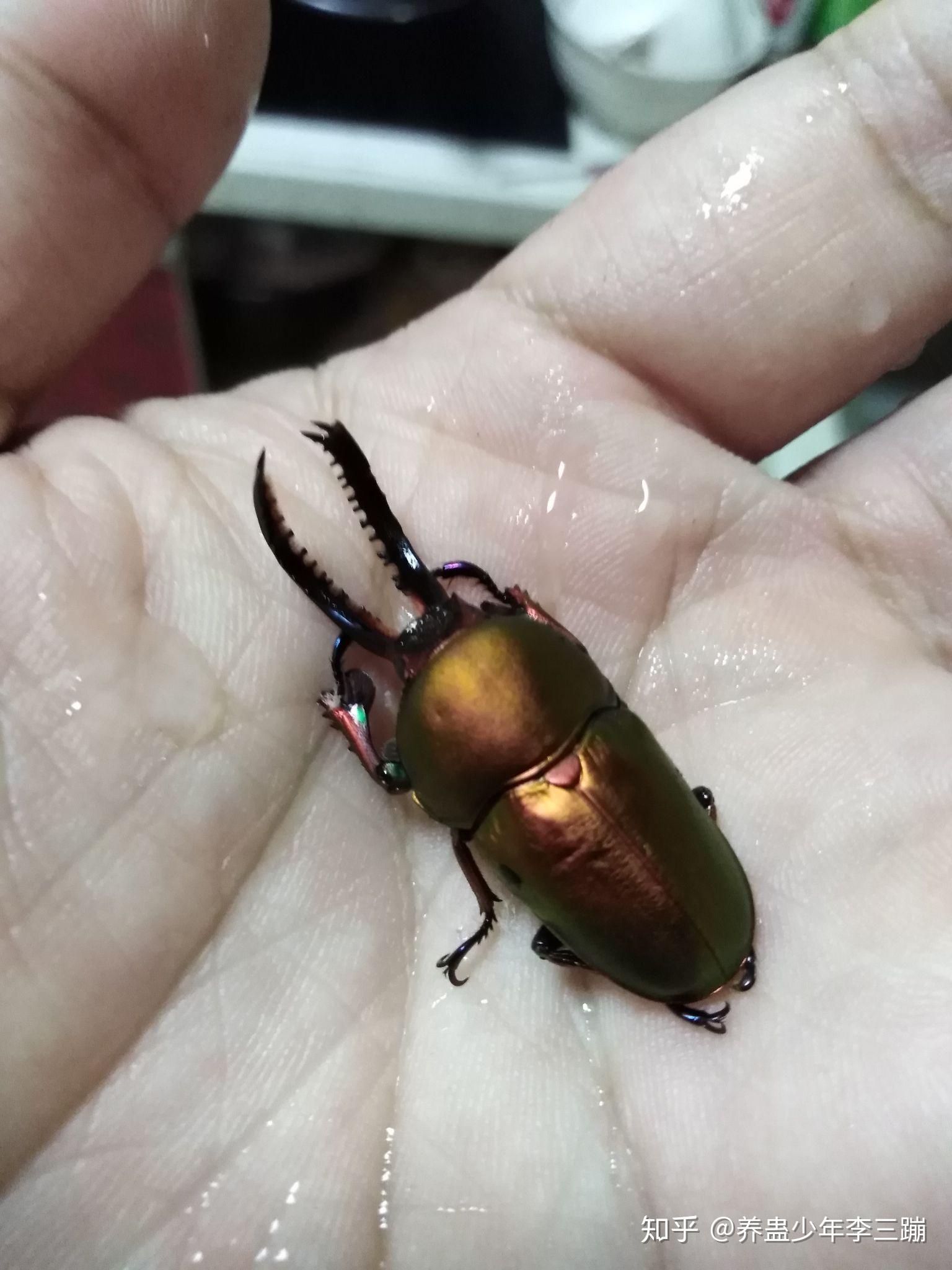 这种黑甲虫叫什么? - 知乎