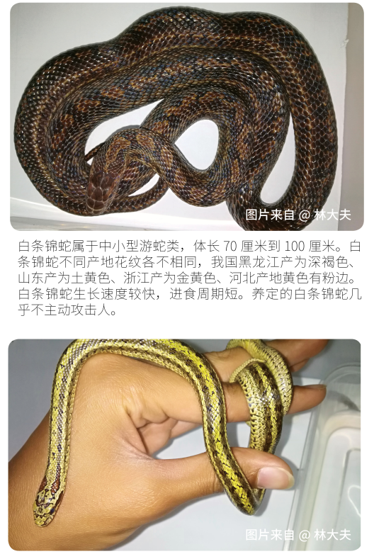白锦蛇图片