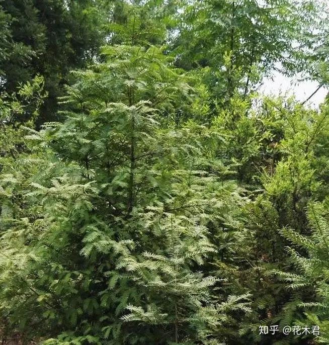 香榧、榧树的区别辨识与市场现状 - 知乎