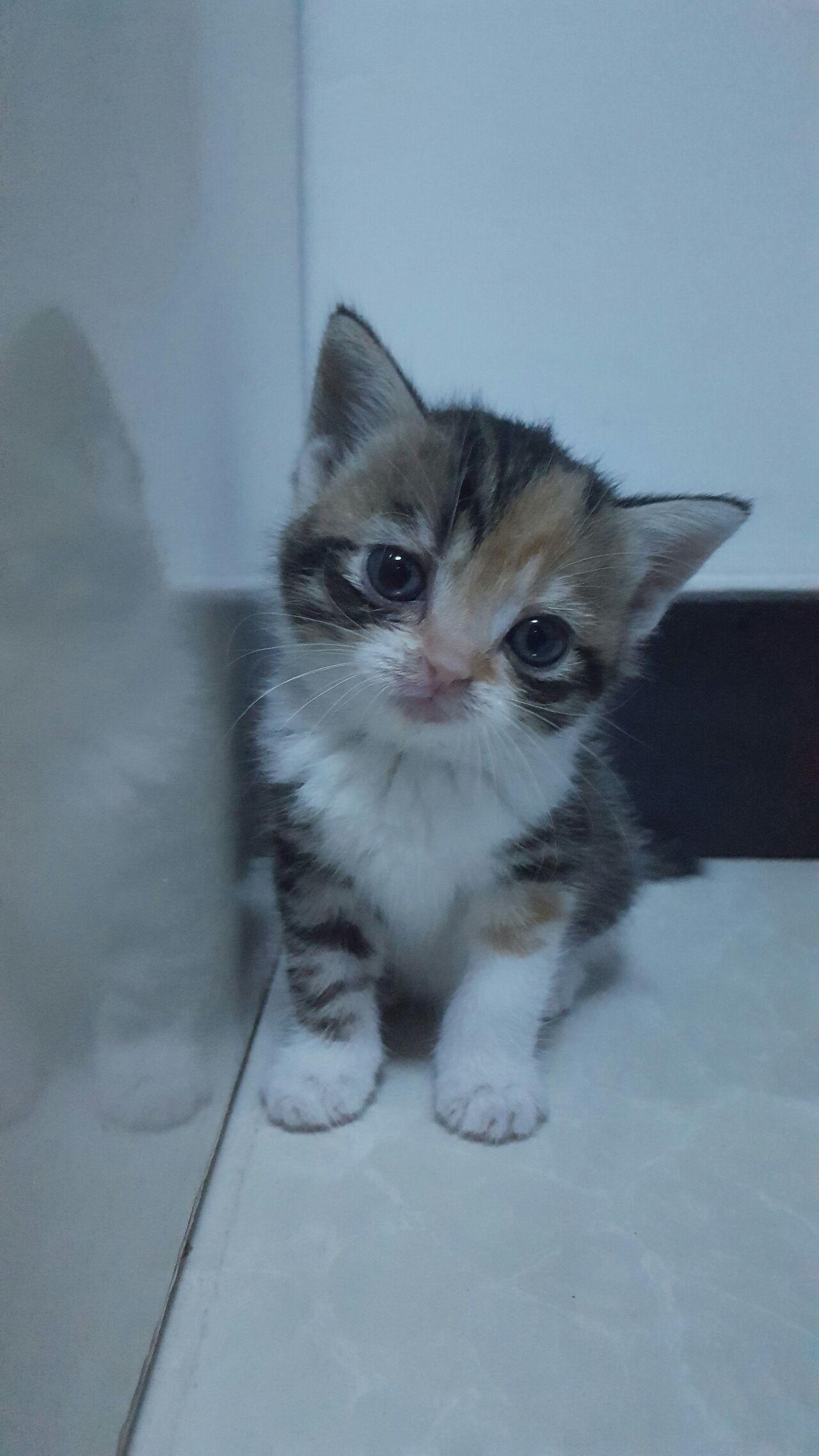 苏格兰折耳猫是什么性格的喜好和厌恶什么怎么养育