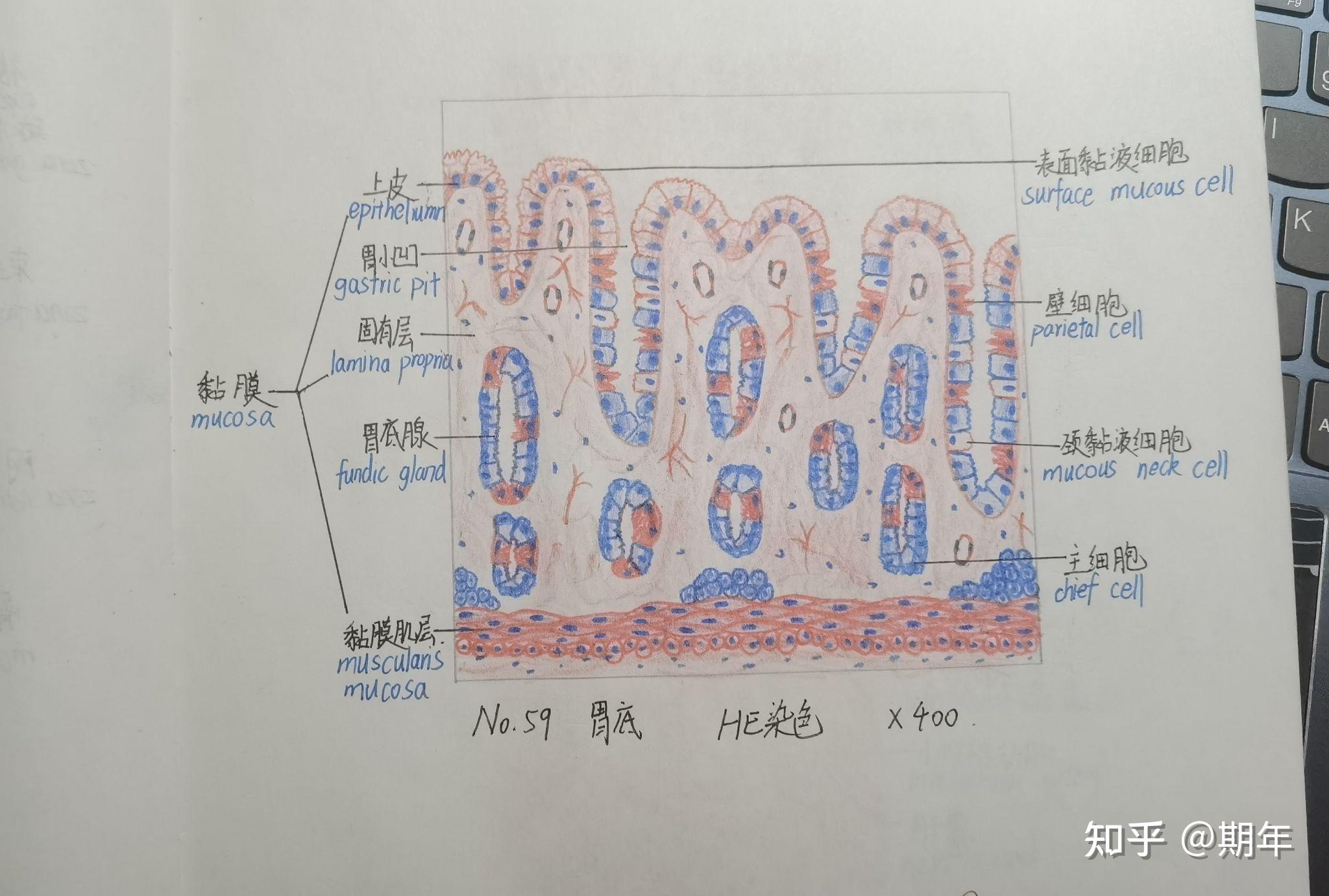 组织学与胚胎学红蓝铅笔绘图