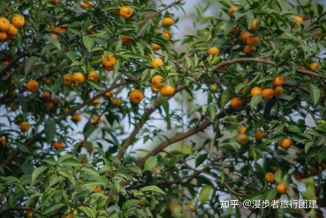 太湖橘子采摘团建活动，金秋十月，红橘采摘正当时~ - 知乎