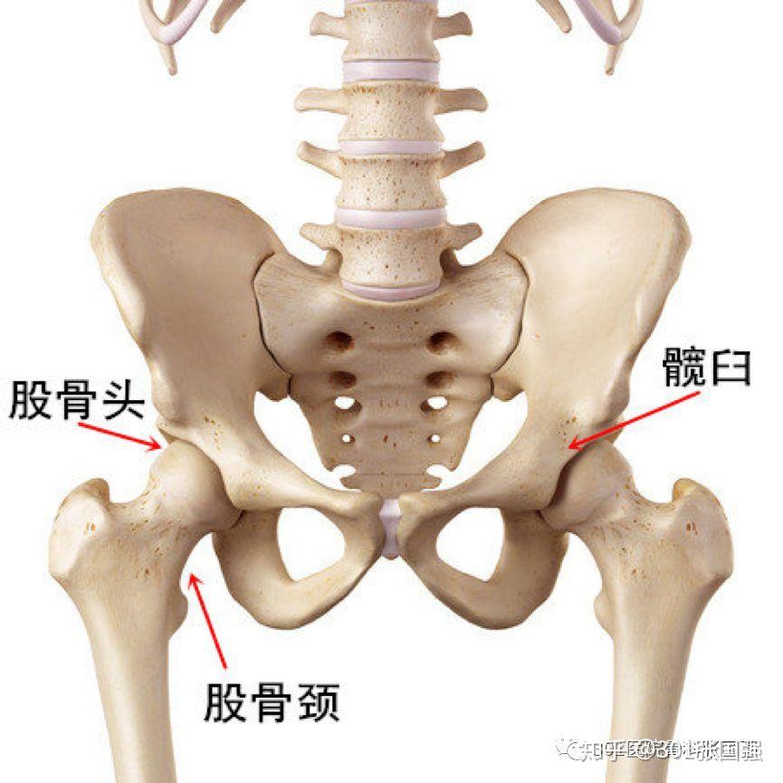 股骨的骨性标志图片