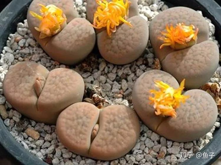 精品多肉推荐:生石花的鉴赏养护 - 知乎