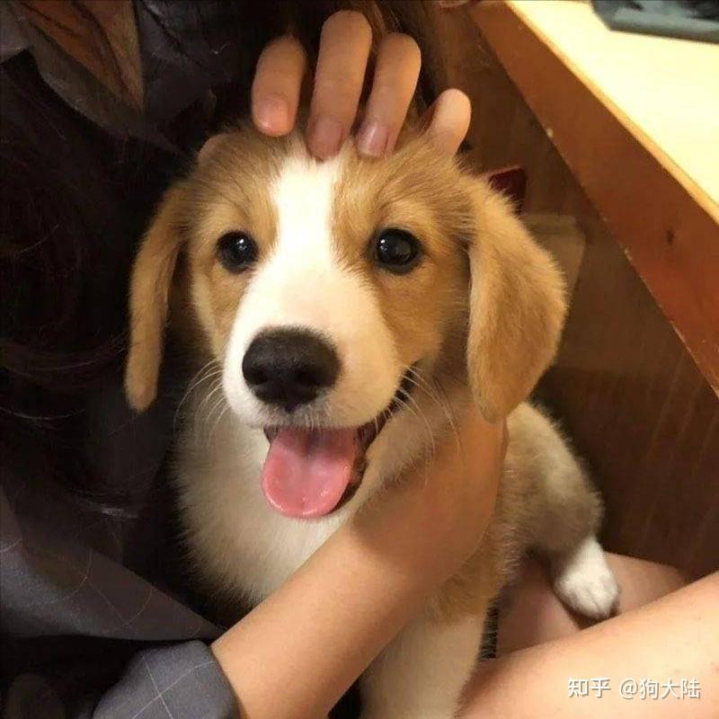 原来主人摸“狗头”时，在狗眼中，不是因为爱它！ - 知乎