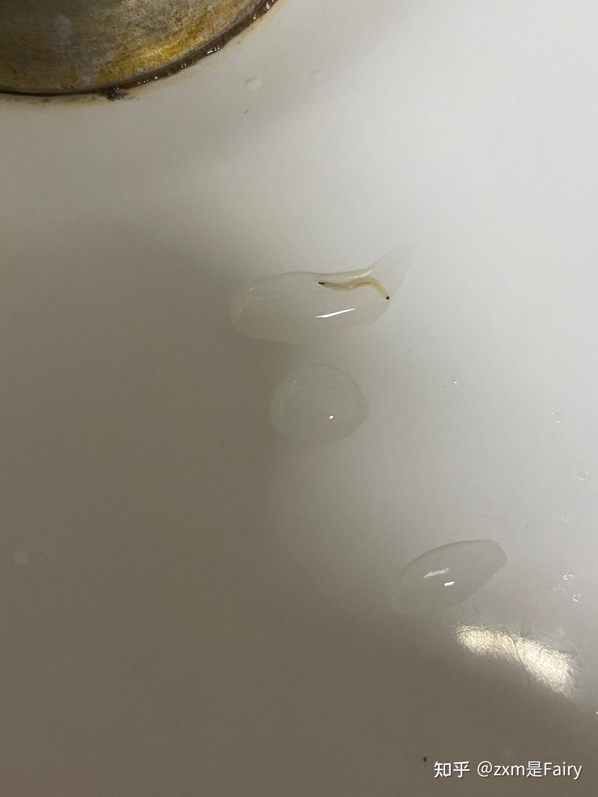 卫生间洗手盆经常出现这种小线虫大约5毫米长有大神知道这是什么吗