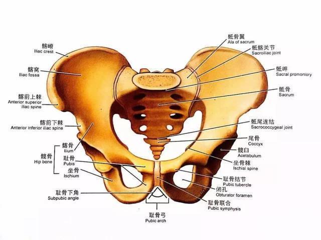 人类拉屎需要擦屁股