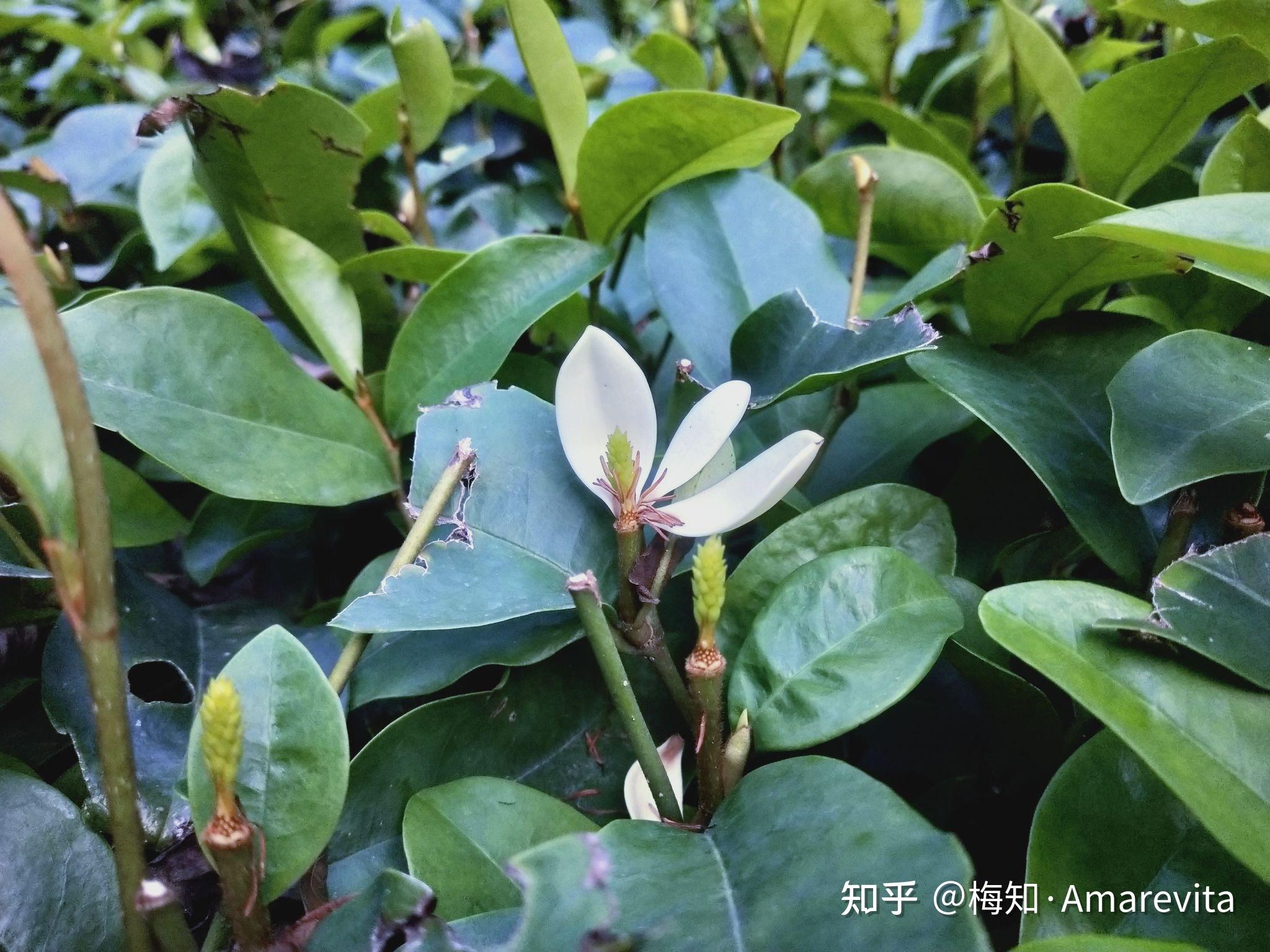 白兰花:七月二十五日,2021年,365日,一日七话题 - 知乎