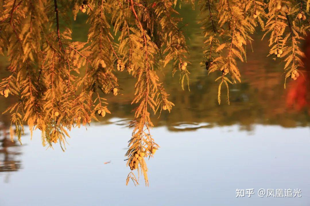 植物觀賞指南 | 秋色·落羽杉 - 知乎