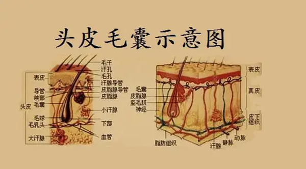 最大的不同之处,就在于植发移植的是毛囊而不是单纯的头发