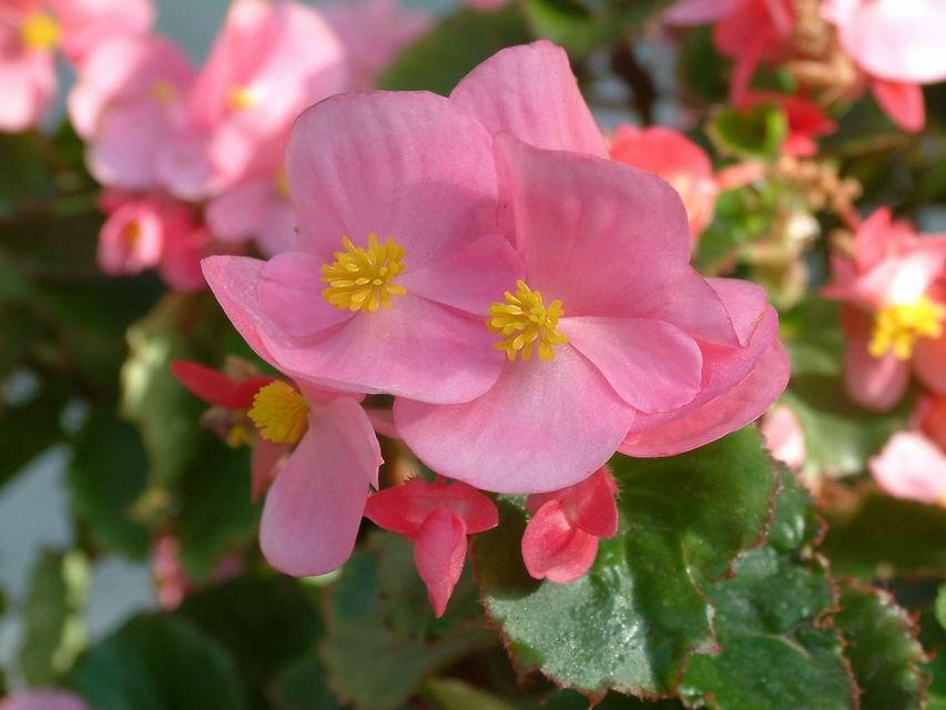 人有冬病夏治 花有 冬花夏养 知乎