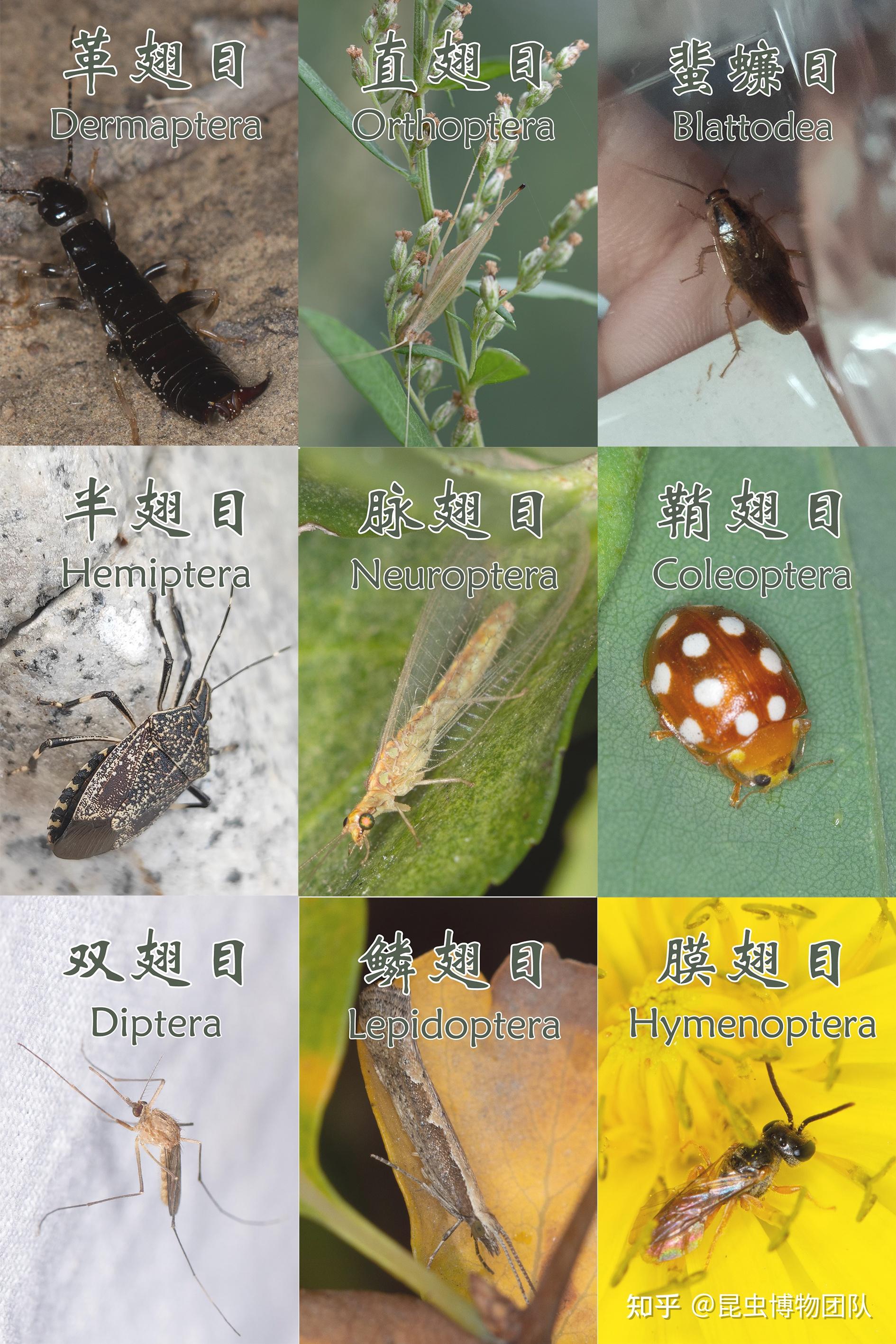 林大昆虫图鉴2020版正式发布啦