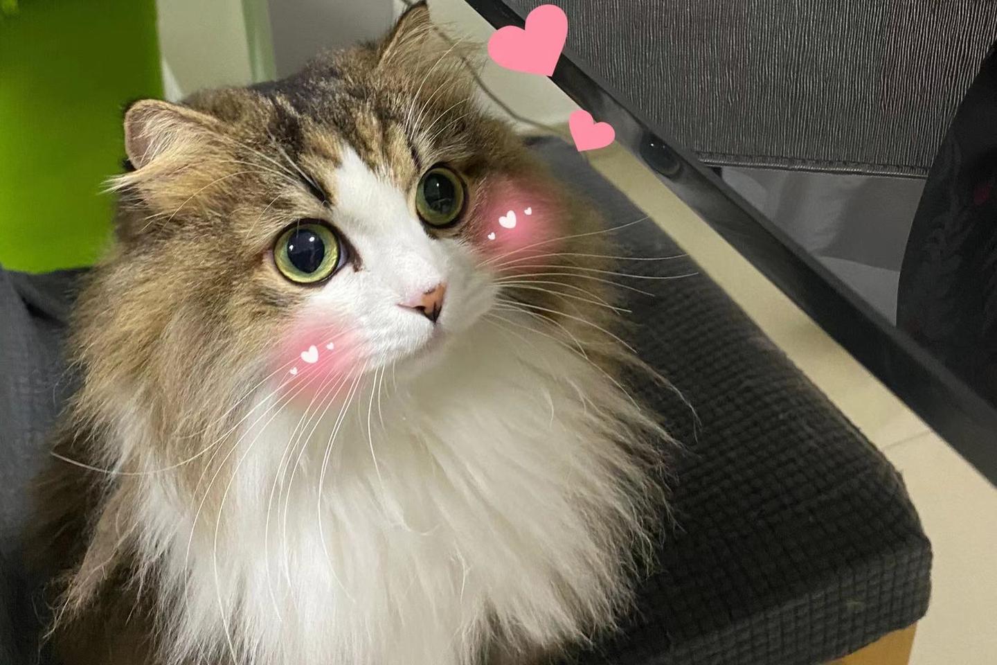 21良心猫粮 幼猫粮推荐 猫粮排行榜 猫粮选购指南 渴望 百利 爱肯拿 法米娜 Go猫粮怎么样 知乎 21良心猫粮 幼猫粮推荐 猫粮排行榜 猫粮选购指南 渴望 百利 爱肯拿 法米娜 Go猫粮怎么样 知乎