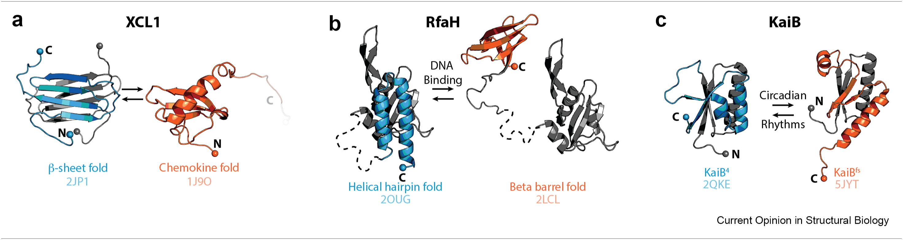常见的单domain的蛋白有几种典型结构:球状蛋白(globular protein)