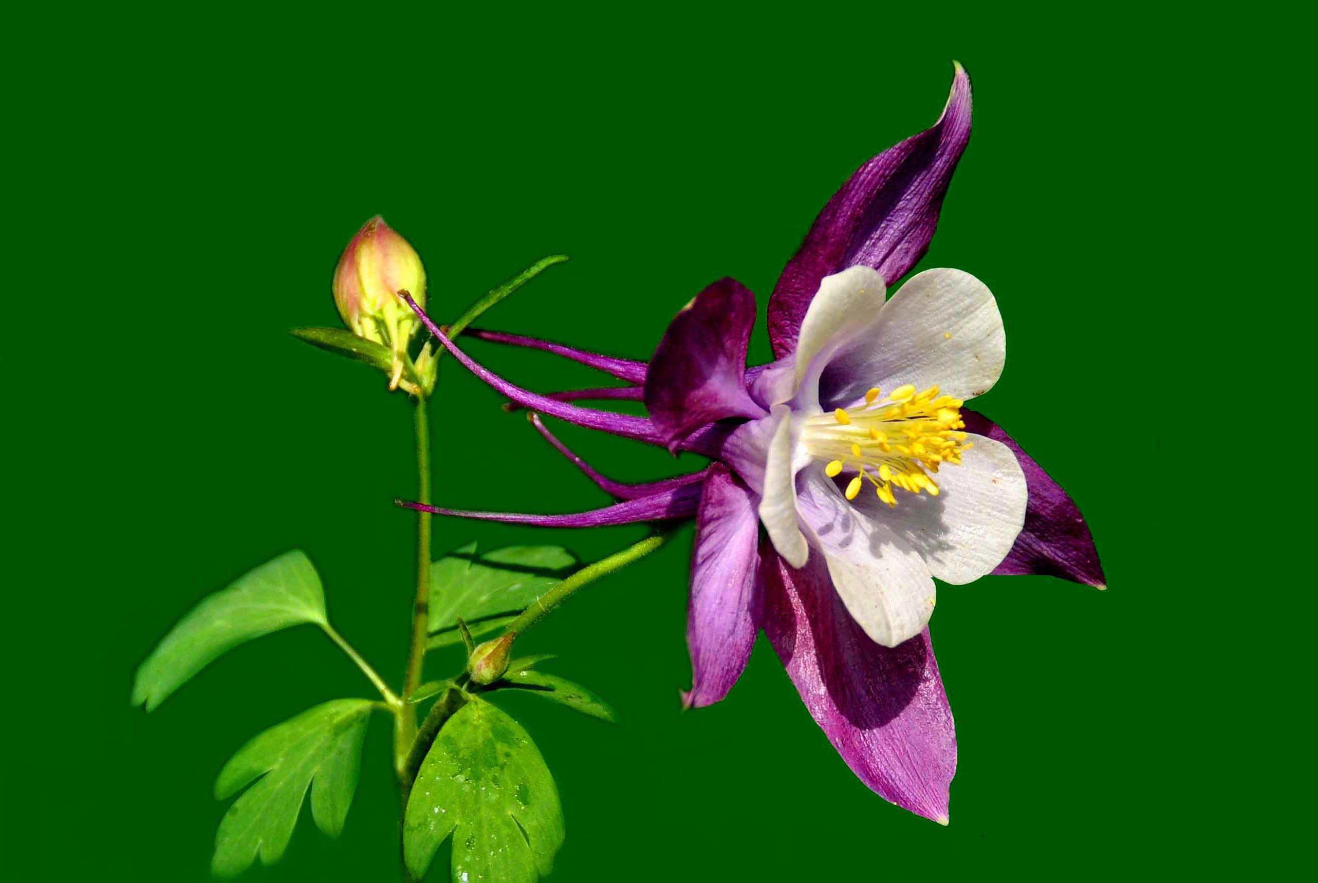 耧斗菜的鉴赏养护 寻常巷陌 田野小草 娇艳不让名花 知乎