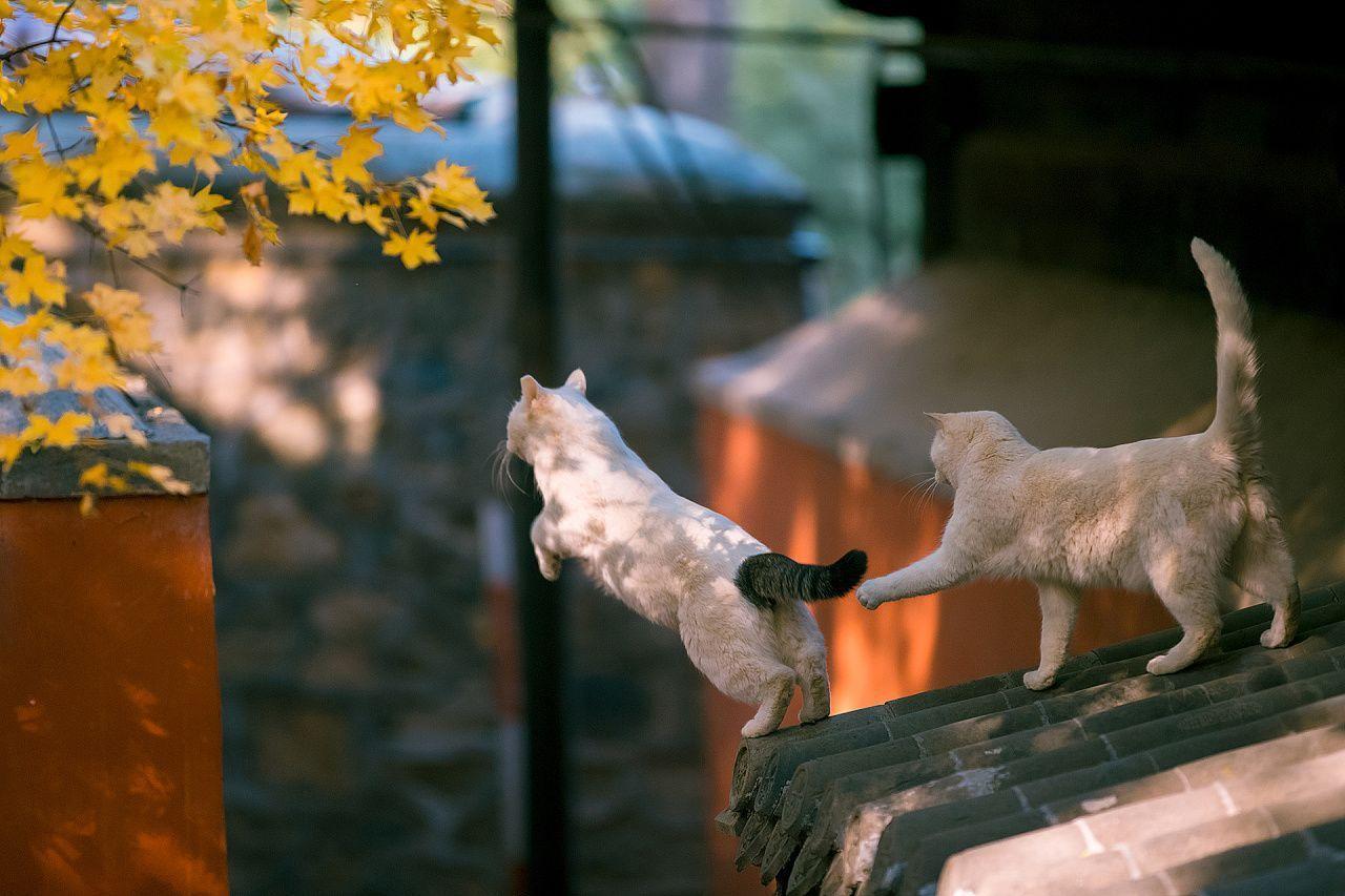 更新最近使用的绿色系壁纸 太爱绿色了!!(绿色壁纸ins风纯色系)