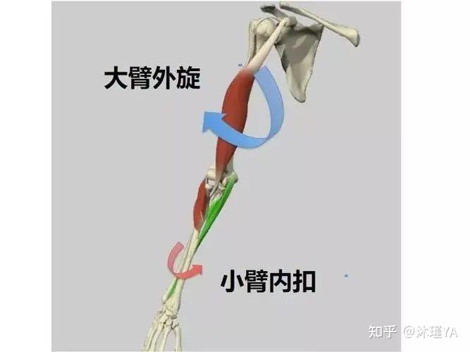 肱骨内旋或外旋图片图片