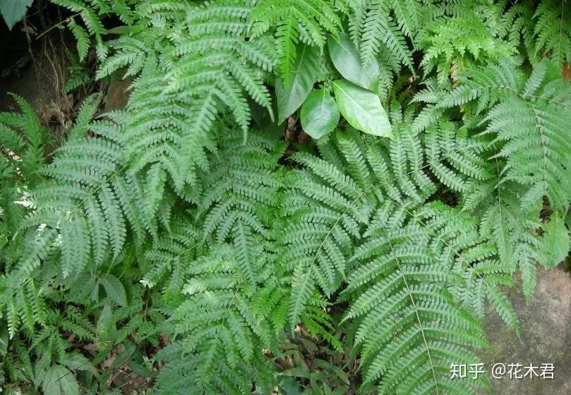 蕨类植物|凤尾蕨的鉴赏与栽培养护 - 知乎