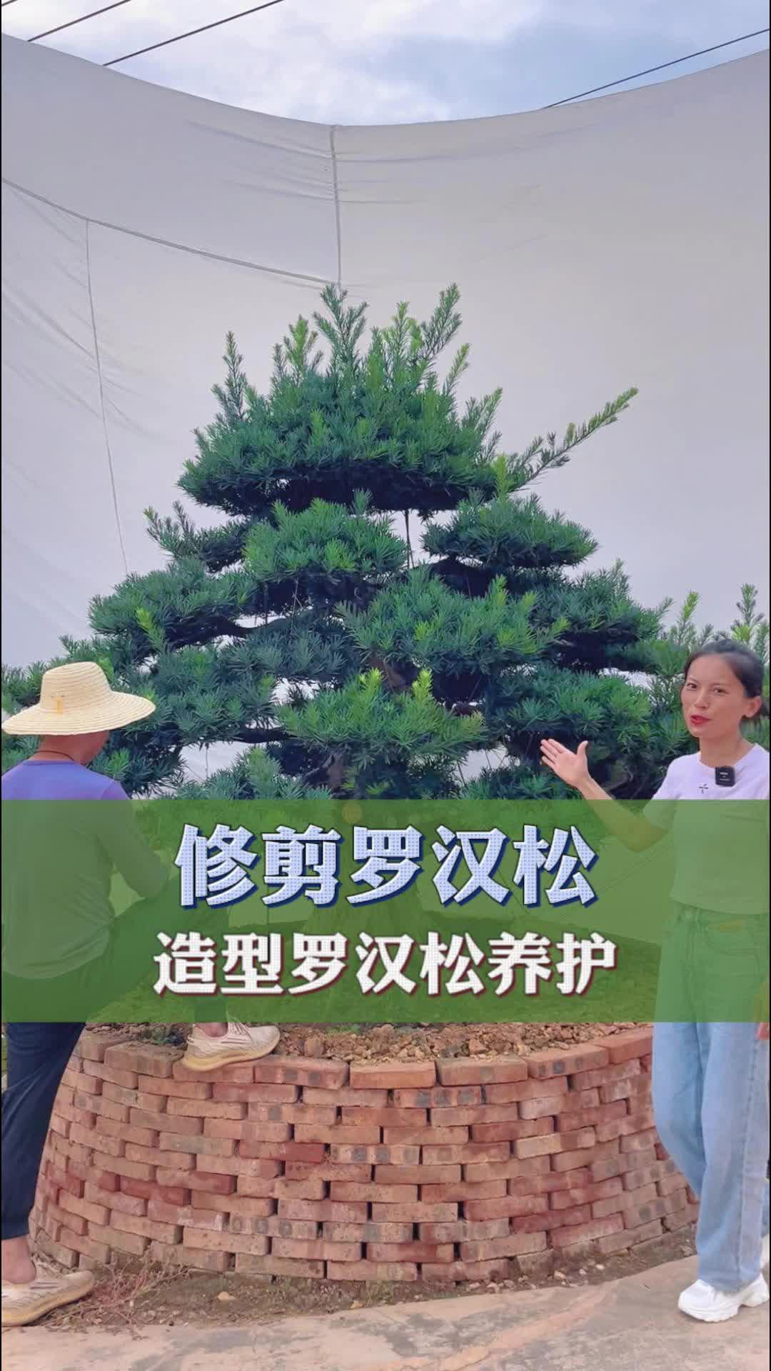 带大家现场看看如何修剪造型罗汉松