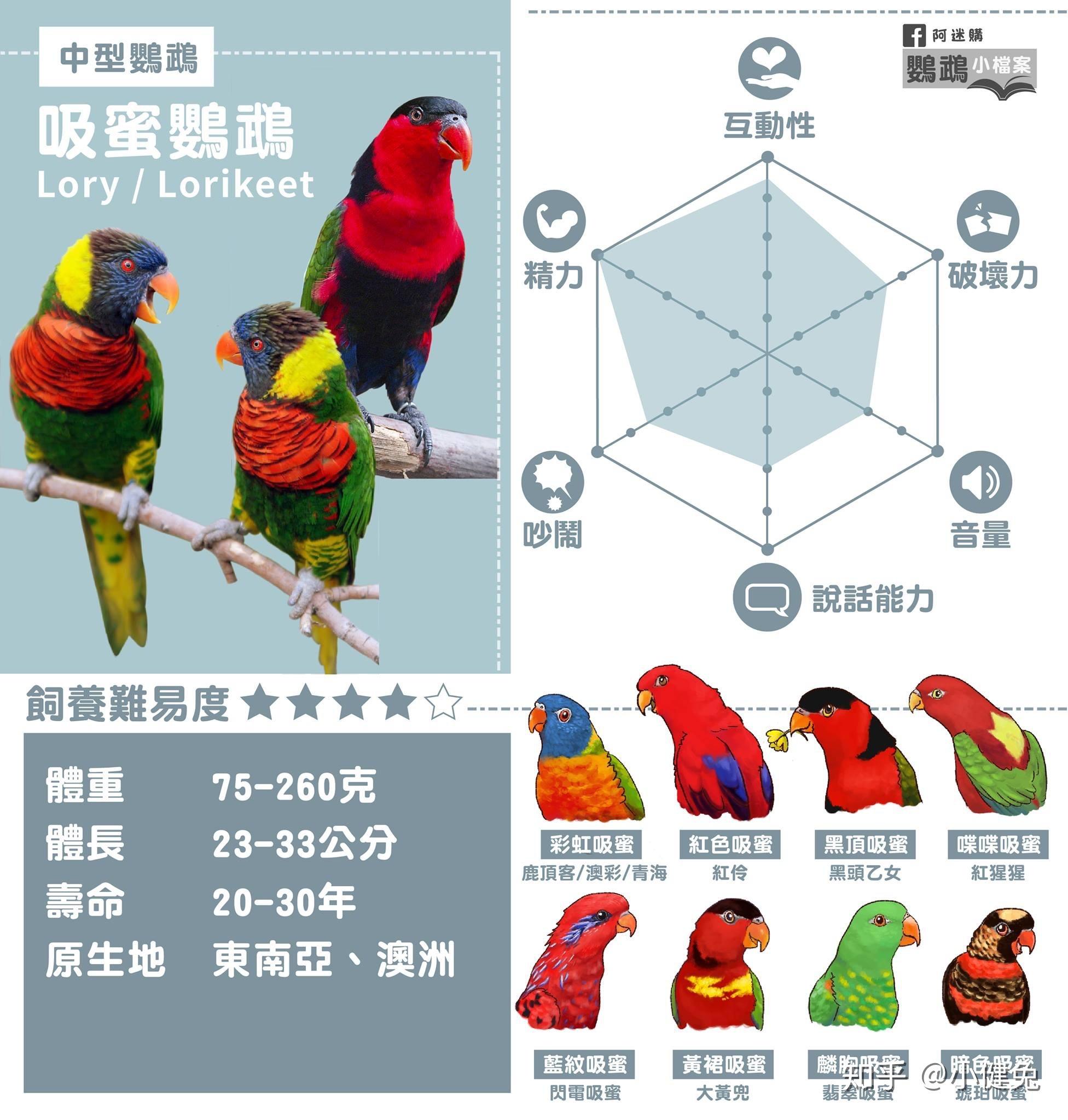 新手适合养哪种鹦鹉