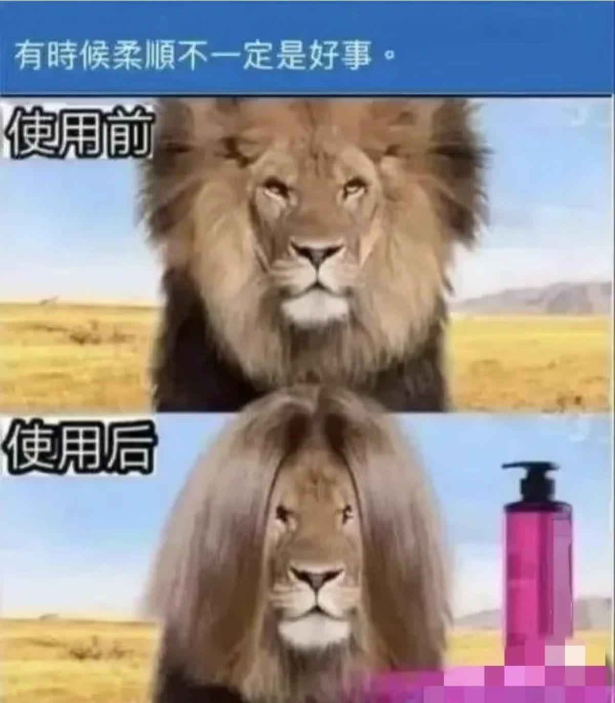 有哪些有趣的互联网MEME图/梗图/迷因图? - 知乎