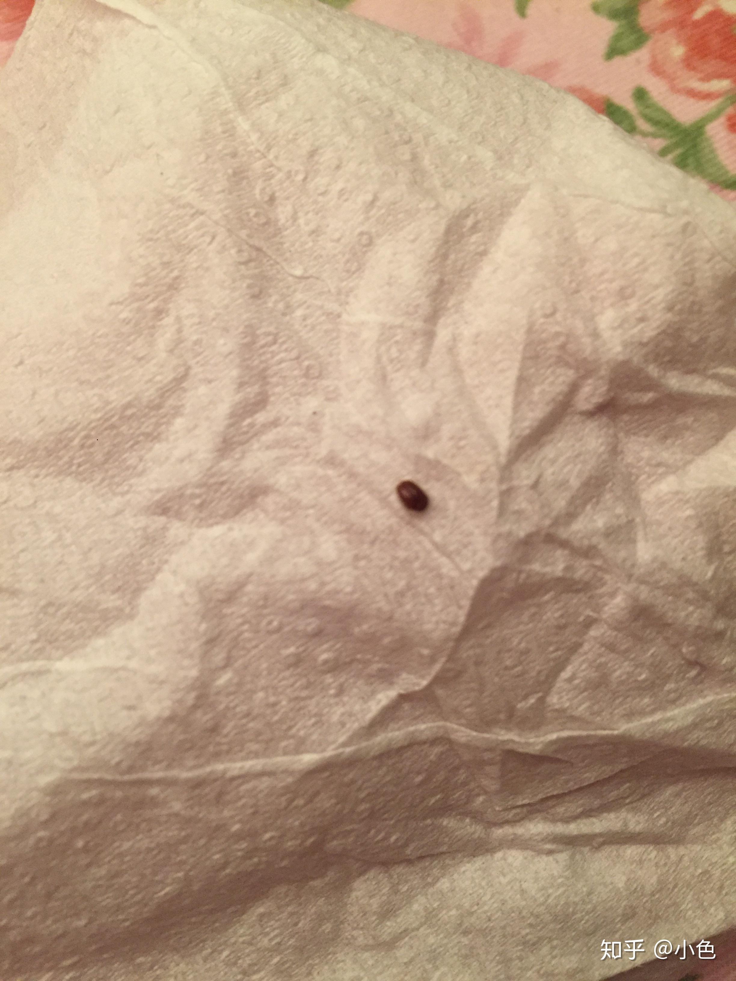 家里最近出现了很多芝麻粒大小棕褐色的小甲虫,谁知道这是什么虫子啊?