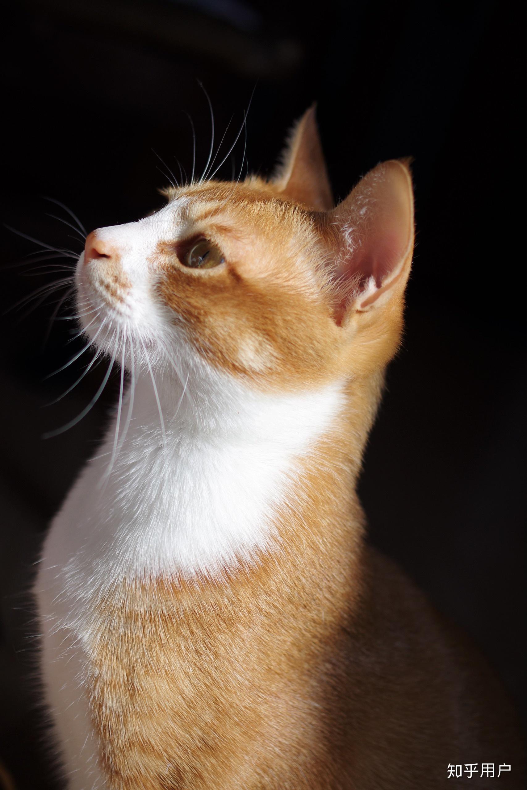 你见过最好看的橘猫长什么样? - 知乎