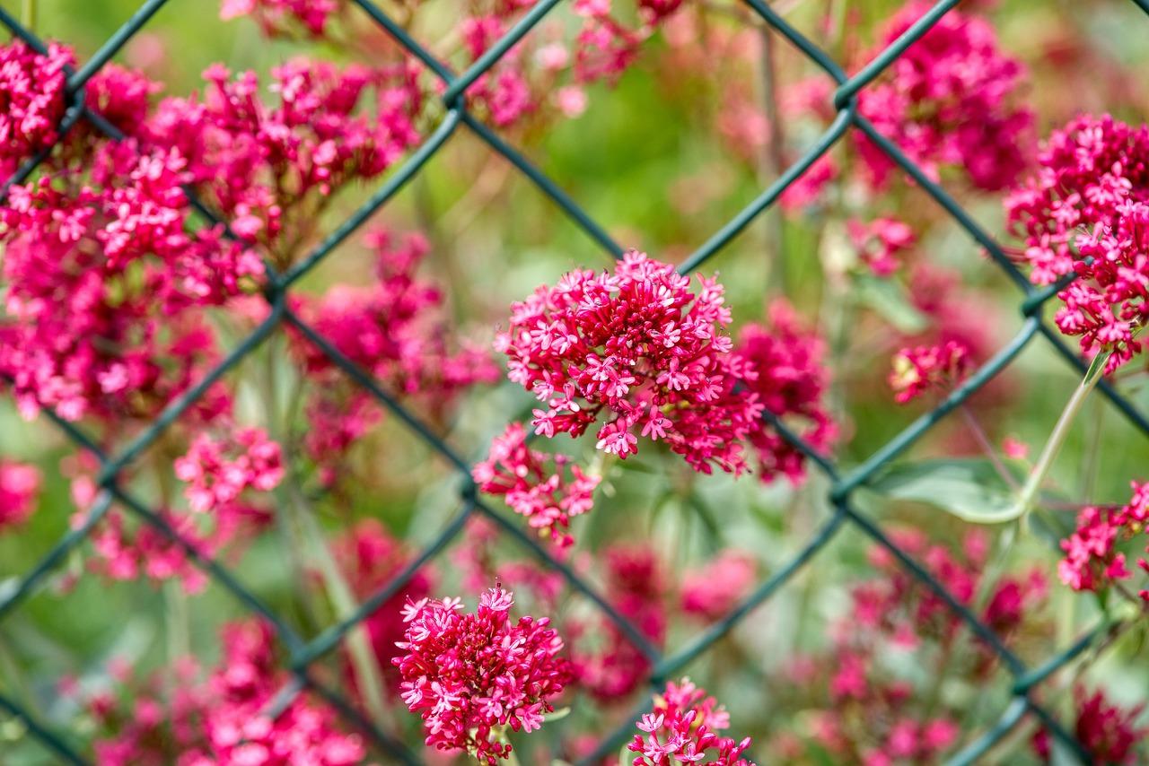 荷兰铁如何分枝
