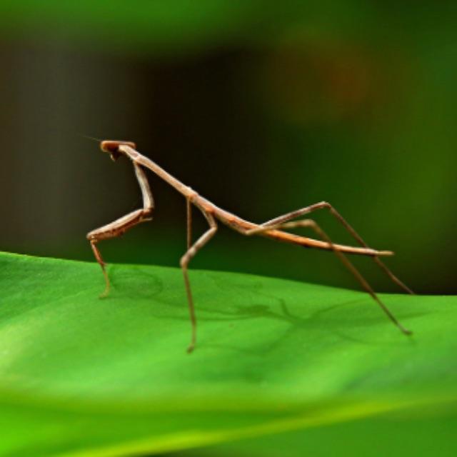 有哪些拟态很厉害的生物？(拟态生物)