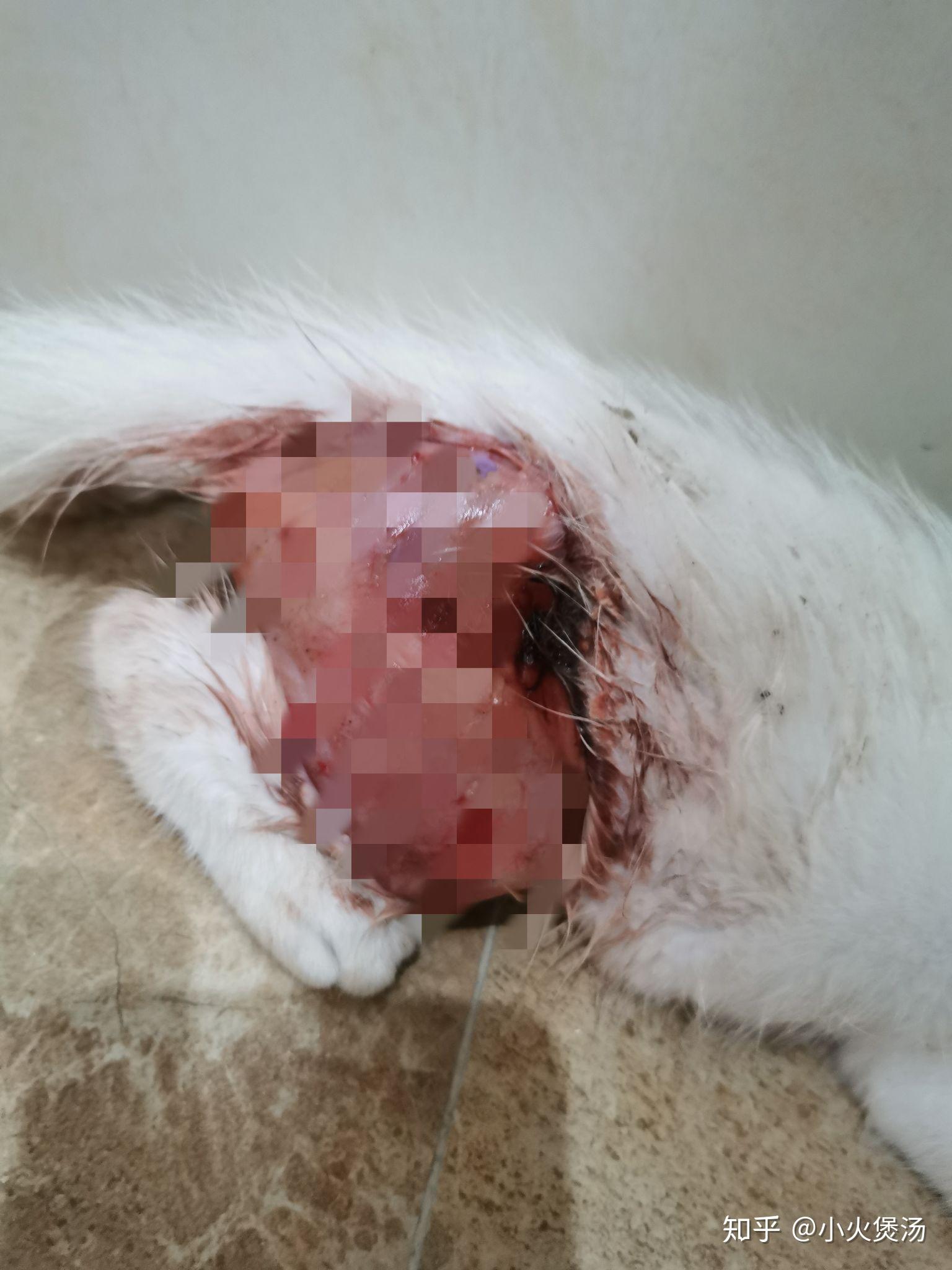 是否支持用异烟肼或扑尔敏,木糖醇毒狗这事上,是否反应了阶级的不同?