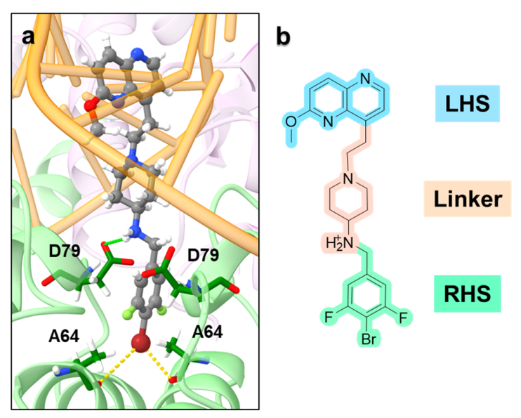 药物发现│细菌拓扑异构酶ivtopoiv抑制剂结构特征决定活性