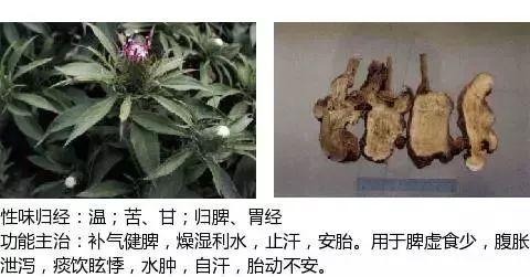 500余种中草药图  第388张