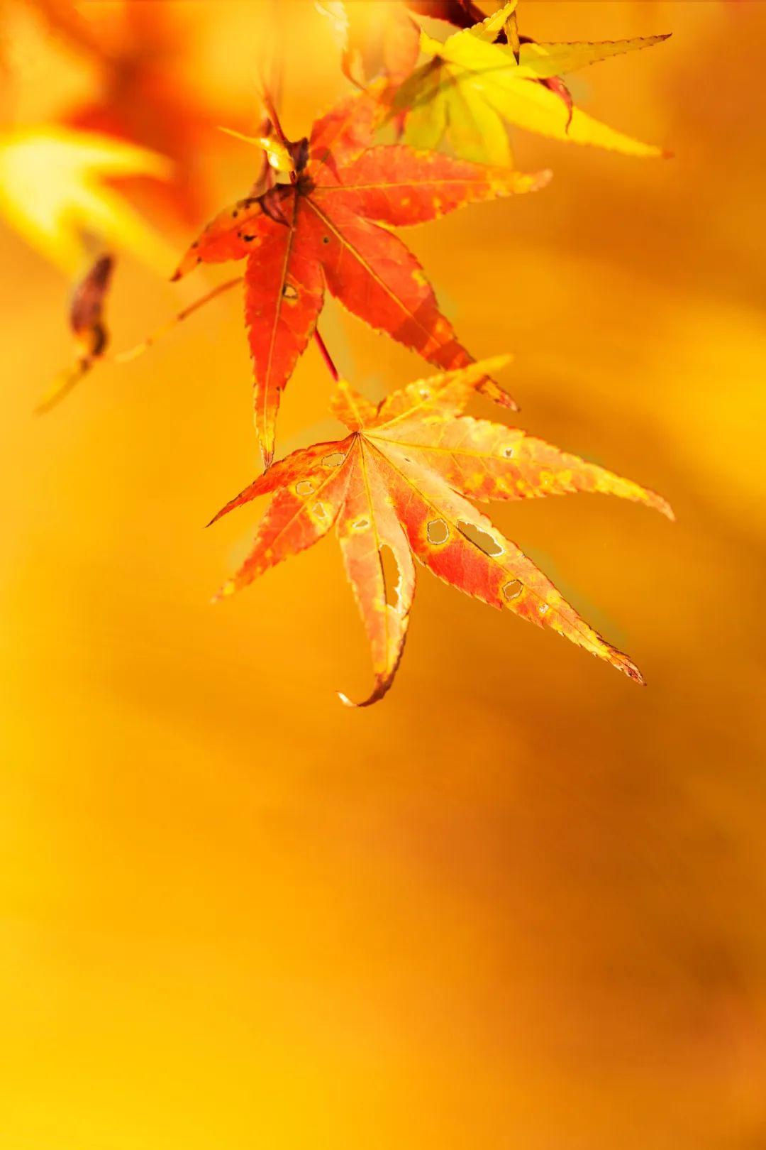 秋风落叶凄凉照片图片