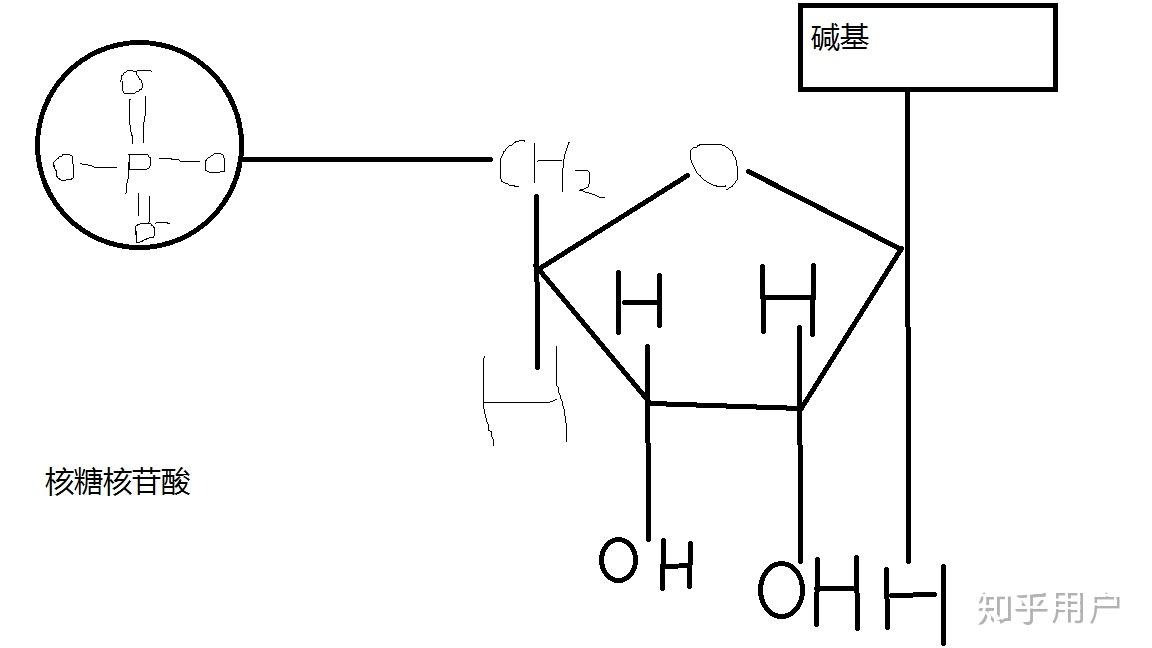 核糖的结构简式图片