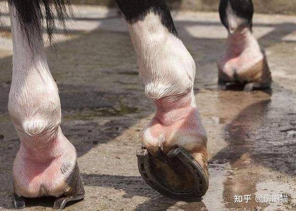 比如牛在拉车,翻地干重活时候就需要把牛蹄铁挂上,不然对牛蹄子的磨损