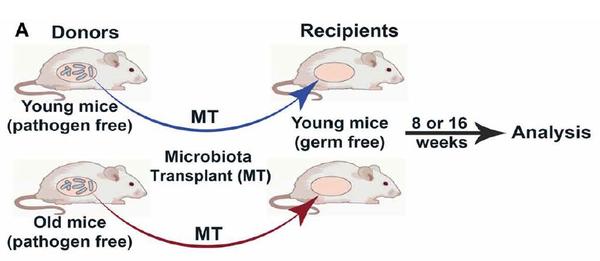 进一步检测表明,移植老年小鼠肠道菌群后,年轻小鼠的肝脏代谢发生改变