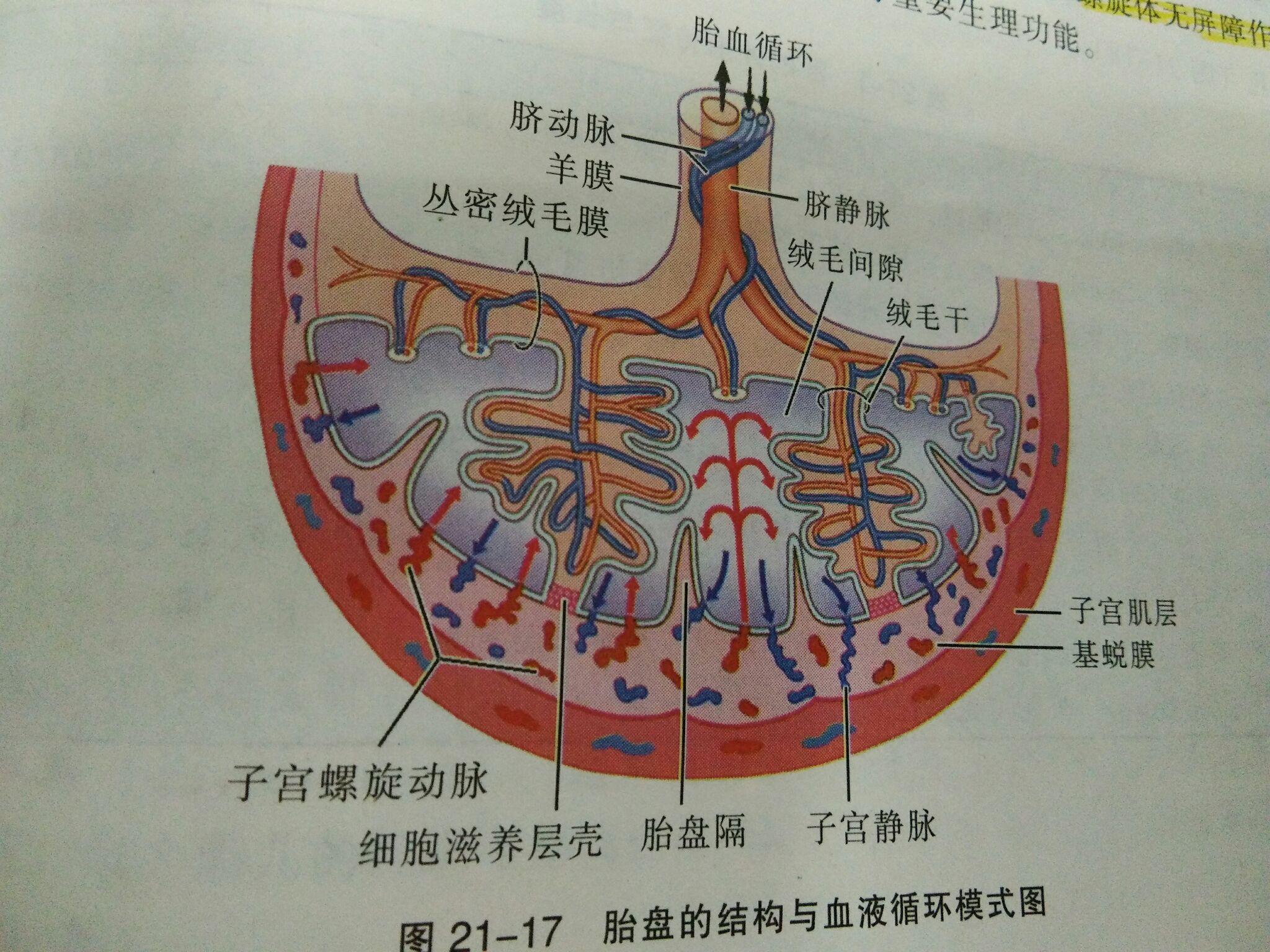 胎盘解剖结构图片