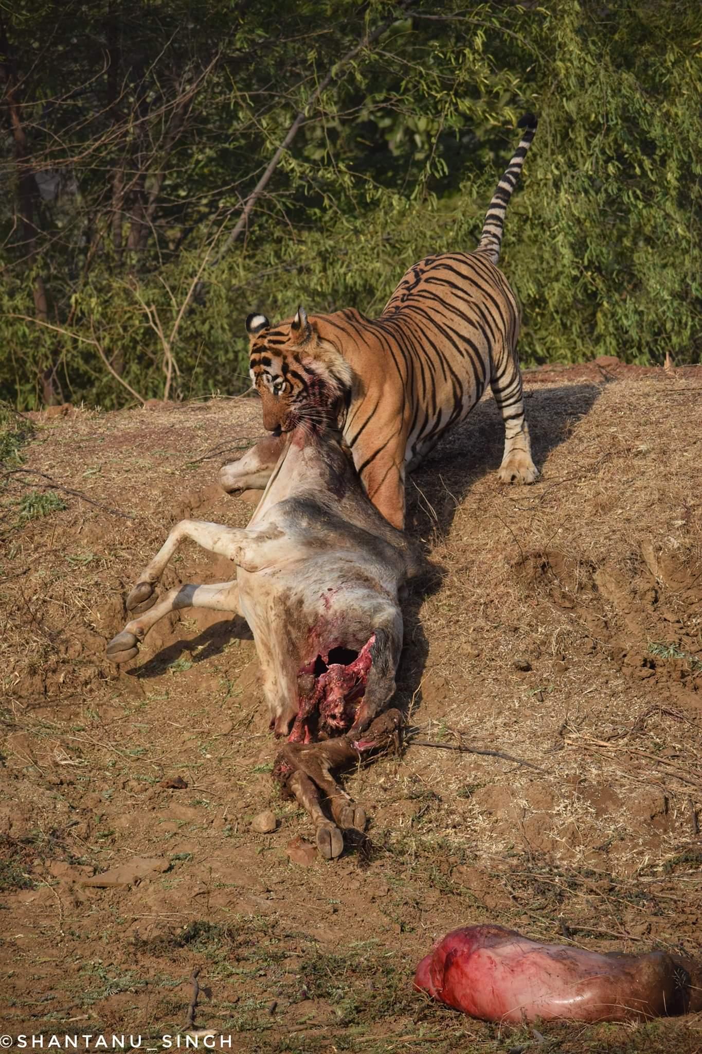 传奇虎王法塔赫先杀虎又杀熊兼具好看的皮囊有趣的灵魂