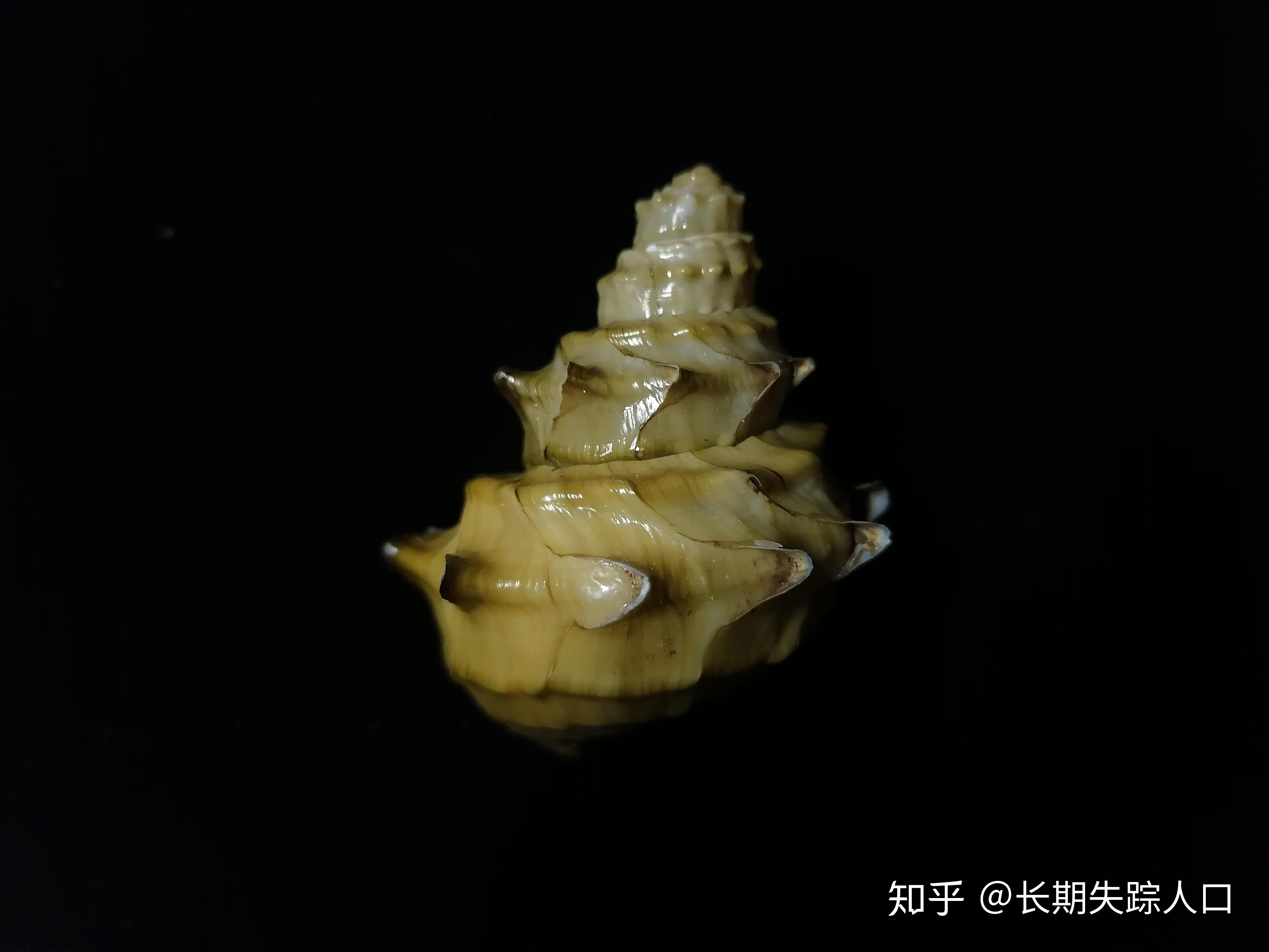 被古人嘬过的螺蛳螺蛳属亚化石