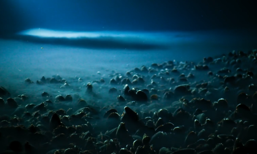 海底盐卤湖图片