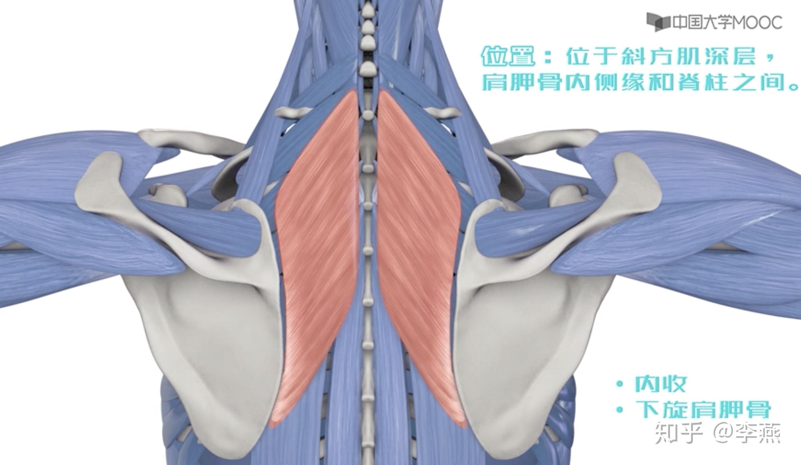 一,背部肌肉分布