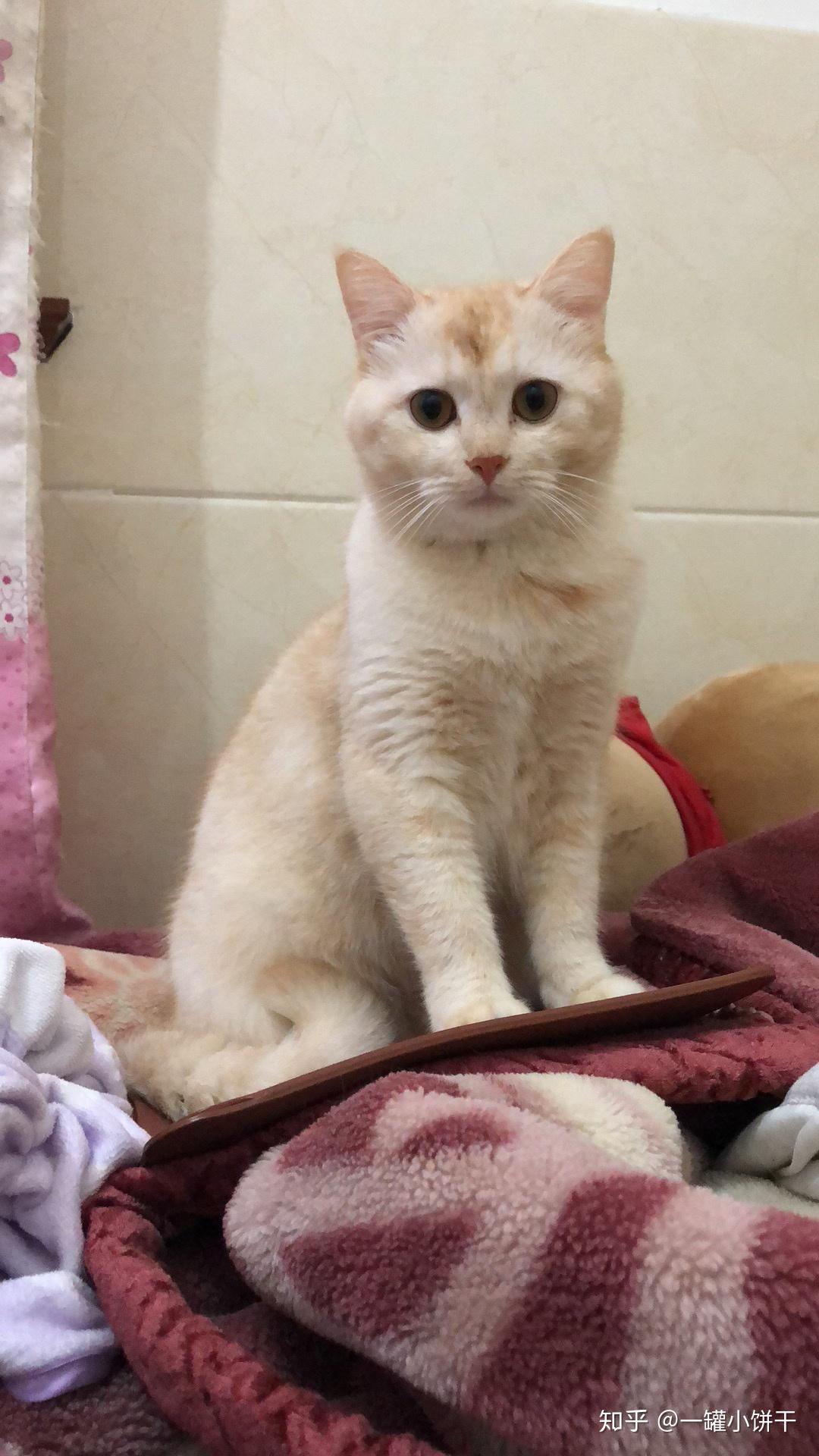 有橘猫配银渐层的吗? - 知乎