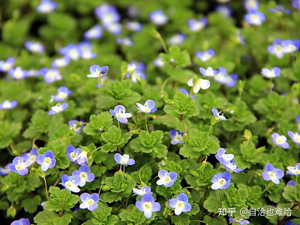 水蘿蔔棵——馬齒莧——蛤蟆菜——野莧菜——苕帚苗——大薊